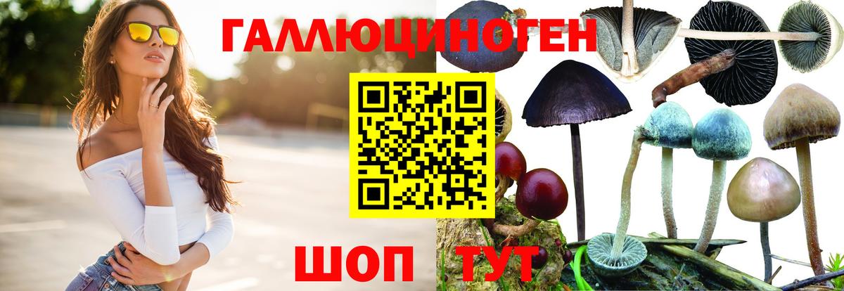 Галлюциногенные грибы Psilocybe Егорьевск